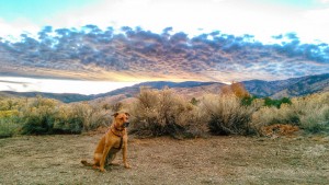 Dog in Desert Sunset