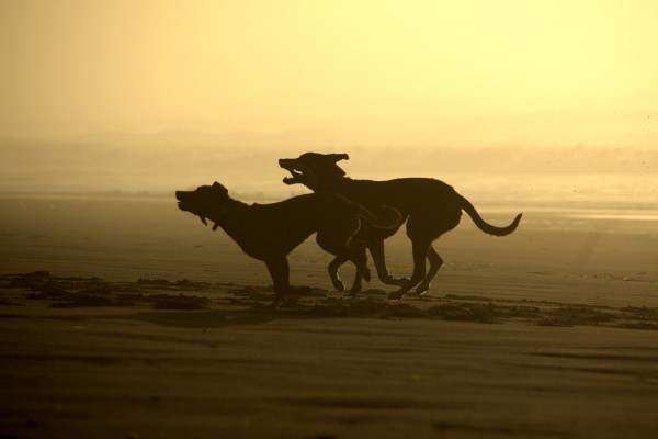 Dogs running on a California beach at sunset