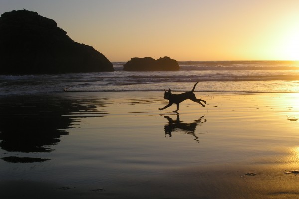 Puppy at Beach Sunset